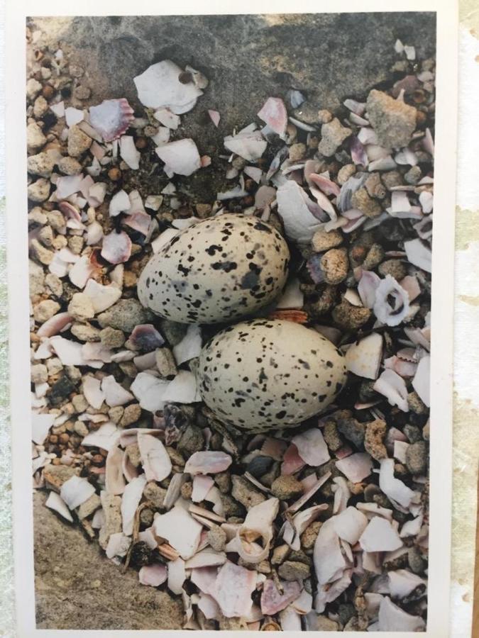 The Speckled Egg, 4 Promenade Rd, Lakeside, Cape Town Exterior foto